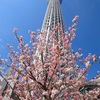 #隅田公園#桜#スカイツリー