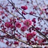 梅の花(1)