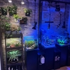 水槽部屋に観葉植物をレイアウト