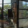 上川の夏　―　旭山動物園　―