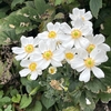 今日のかわいいブログ花　≪ ナ ツ シ ロ ギ ク ≫