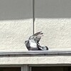複雑な表情のぽてこ