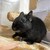 くろごまあん二世 543日目