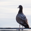 足に釣り糸の絡まったかわいそうな鳥・足環をつけた鳥を見つけたら