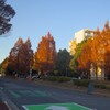 つくば市立中央図書館前のメタセコイア～つくば市とその周辺の風景写真案内（１２２１） 