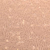 ニワトリ胚骨格筋由来細胞の培養②