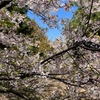 さくら百華の道は花の合間だったので足を延ばして相模原公園の花壇と庭園へ