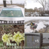 「遥かな尾瀬」 ２日目：弥四郎小屋から 白砂峠 日本一の尾瀬沼へ 沼尻で絶品ラーメンだぁ 🍜