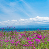 初夏の浜辺に咲く花は