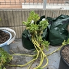【ガーデニング】【家庭菜園】ジャガイモの収穫・・・また失敗しました！