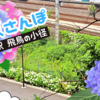 【東京さんぽ】あじさいとハンバーガーと本屋さんと、スレッズはじめました！