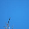コウモリハヤブサ Bat Falcon