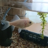 金魚が久しぶりにエサを食べると