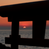 【愛犬と行く高知旅】春ぶりと羽根岬での鳥居越しの夕陽
