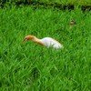 水田で餌を漁るアマサギ