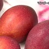 完熟マンゴーの出荷が最盛期【熊本】    