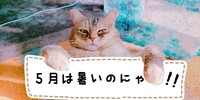 暑くなる5月に備えて猫ちゃんのことを考える