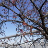 渋田川の河津桜が開花？：