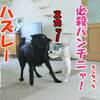 ヤンキー猫のガチンコファイトクラブ