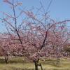 浦安の高洲中央公園で河津桜が満開だよ♪♪