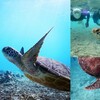 妻も大喜び。海ガメを間近に見られる貴重な体験のツアー｜沖縄旅の思い出ﾌｫﾄｺﾝﾃｽﾄ