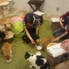 猫ごはんイベントのご報告