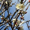 梅の花を詠んだ短歌５　鎌倉光則寺まで梅を求めて．境内の梅は三分咲きと入つたところ．幹や枝には風格を感じさせる老木も．　梅の花香をかぐはしみ遠けども心もしのに君をしぞ思ふ　市原王　　春の夜の闇はあやなし梅の花色こそ見えね香やはかくくる　凡河内躬恒　　ひとはいさこころもしらずふるさとは花ぞ昔の香ににほいける　紀貫之　　梅が香を谷ふところに吹きためて入り来む人に染めよ春風　西行　　今すぎし小靴のおとも何となく身にしむ夜なり梅が香ぞする　与謝野鉄幹