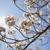 聖蹟桜ヶ丘②(桜、他)