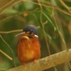 Blue-eared Kingfisher ルリカワセミ（ジャワの鳥その２４）