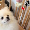 飼い主に視線で要求してくるポメラニアン【犬】