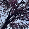 桜が咲き初め