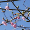 枝垂れ梅と早咲きの桜