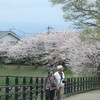 江津湖周辺の桜