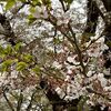 葉桜