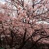 ここの桜　もう満開？・・・