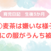 生後3か月　①麦茶は嫌いの様子　②お気にの服がうんち被害！