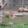 「動物園のライオン」映画と音楽