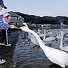 浅所海岸にハクチョウ第1陣　平内（青森県）