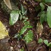 Aglaonema pictum”ちゃんぷーる”BNN from Sibolga timur【AZ0721-3b】