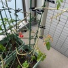 ベランダ菜園@夏作106日目、トマト枯れかけから復活