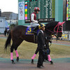 地方へ流れた元中央オープン馬抹消情報（2013年春編）