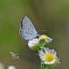 ひらひら飛び回るシジミチョウ