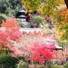 【京都】『永観堂』に行ってきました。 京都紅葉 そうだ京都行こう 京都観光 