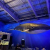2/15　アイスランド3日目　まるで海の中にいるようなクジラの博物館「Whales of Iceland」