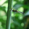 　カマキリ、ユリ