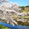 斐伊川堤防桜並木の桜は満開！（6）島根県雲南市木次町