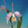 cattleya  maxima f.concolor