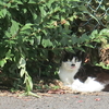 １０月２３日　谷中界隈の猫さま　と谷中ビアホールの情景ほか