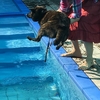 甲斐犬サンの淡路島ツアー其の壱〜足首までの勇気❗️・゜゜・。・゜゜・。へ(* ´ー｀)＿