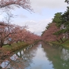 今日の桜